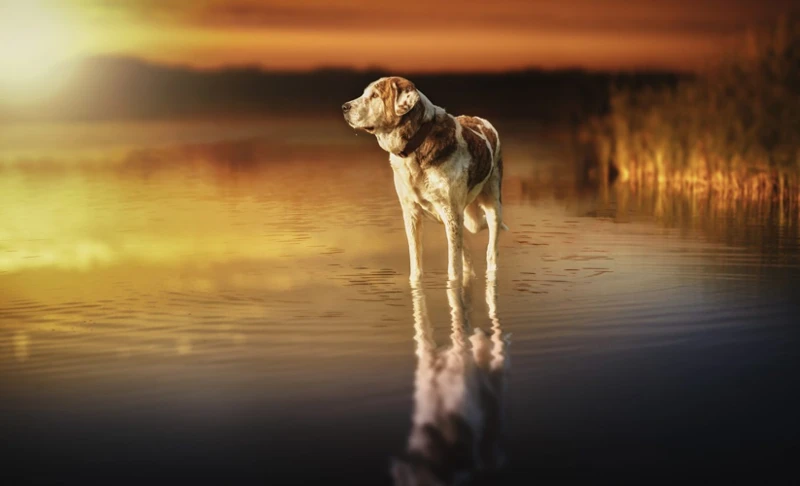 Cum Să Interpretezi Semnificația Visului Cu Animale