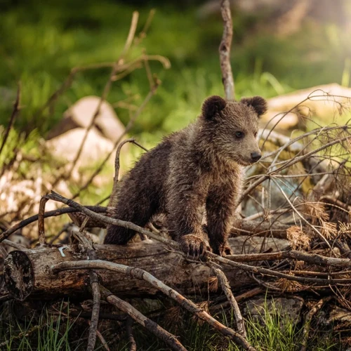 Interpretarea Viselor Despre Animale Sălbatice