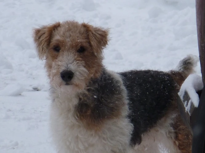 Visul Despre Un Câine Blând Și Protector