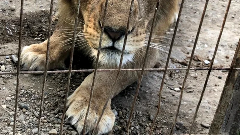 Visuri Despre Animale Sălbatice Exotice